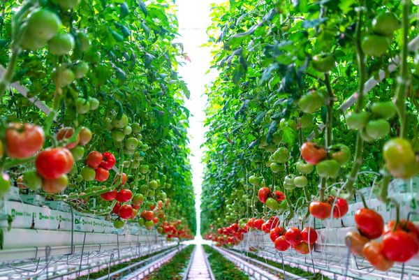 Martha Stewart-Backed, High-Tech Indoor Farm AppHarvest Starts Shipping Tomatoes